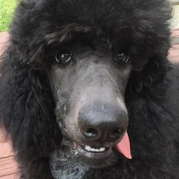 Poodles from TASUMA Standard Poodles