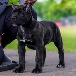 Chestnut Brindle - Chestnut brindle female Cane Corso puppy in Dayton, Ohio from Black Knight Cane Corso