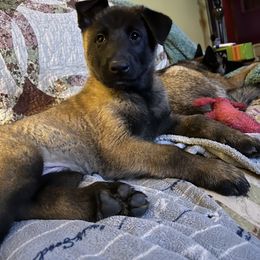 Belgian Malinois Puppies from MonStar Malinois