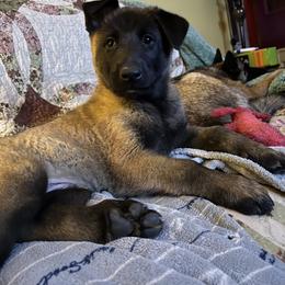 Belgian Malinois Puppies from MonStar Malinois