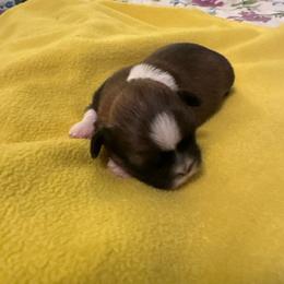Umberto - Tricolor male Shih Tzu puppy in Buffalo, New York from Irish Eyes ShihTzu