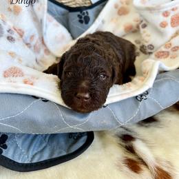 Bingo - Chocolate female Goldendoodle puppy in Taylorsville, Georgia from Sweet Southern Doodles