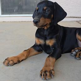 Doberman Pinscher puppies from Emerald Eire Dobermanns