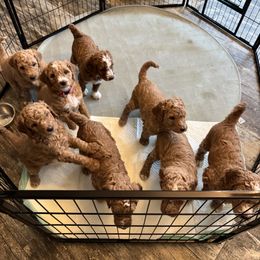 Goldendoodle Puppies from Dana Walters