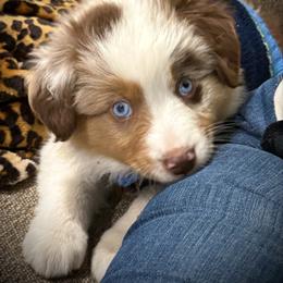 Seven - Red merle female Miniature Australian Shepherd puppy in North Lakeport, California from Wild Rose Ranch