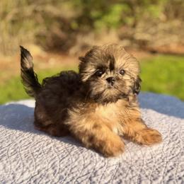 Paul - Brindle male Shih Tzu puppy in Wakefield, Rhode Island from Shih Tzu Companions