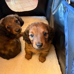 Travis - Red male Dachshund puppy in Hobart, Indiana from Cogsworth Cromwell Dachshunds of NW Indiana