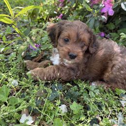Cockapoo puppies from Sassy Bob’s Dogs
