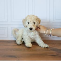 Colt - Cream male Goldendoodle puppy in Seffner, Florida from Gold Diamond Pup