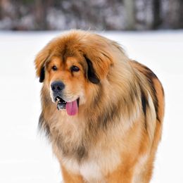Sage - Tibetan Mastiff