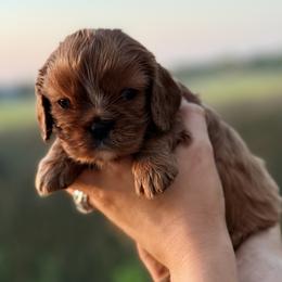 Cavalier King Charles Spaniel Puppies from Lauren Muns