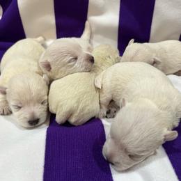Poppy - White female West Highland White Terrier puppy in Ridgeway, Virginia from Rivers Bend Westies