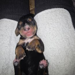 Beauty - Black and tan female Dachshund puppy in Oklahoma City, Oklahoma from Hamm Weenies  AKC (Dachshunds)