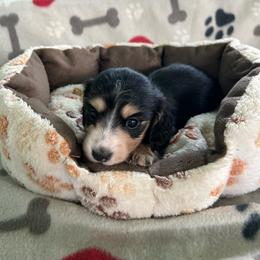 Purple - Black and cream female Dachshund puppy in Cumby, Texas from Dog Daze Ranch