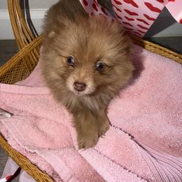 Bentley - Chocolate male Pomeranian puppy in Saint Louis, Missouri from Velvet Crown Kennels 👑