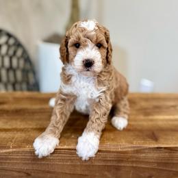 Acorn boy - Apricot male Goldendoodle puppy in Rio Linda, California from Plush Doodles