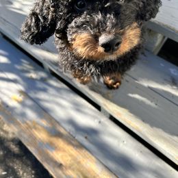 Bernedoodle Puppies from Birdie Bernedoodles