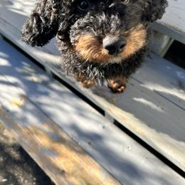 Bernedoodle Puppies from Birdie Bernedoodles