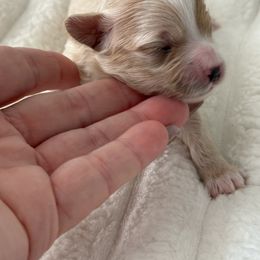 Rome - Apricot male Maltipoo puppy in Fredericktown, Missouri from Doodle Pups Fur-Ever