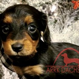 Dachshunds from ARRK Dachshunds