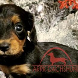 Dachshunds from ARRK Dachshunds