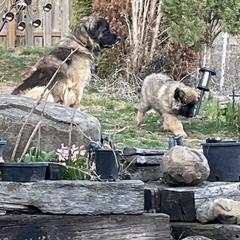 Leonberger Puppies from Sinnsro Leonbergers