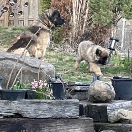 Leonberger Puppies from Sinnsro Leonbergers