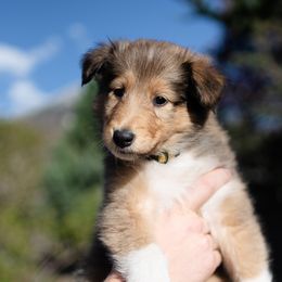 Tony - Collie puppy in Provo, Utah from Cor Collies
