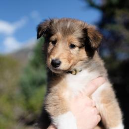 Tony - Collie puppy in Provo, Utah from Cor Collies