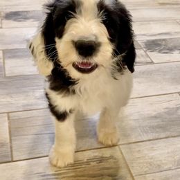 Sheepadoodle Puppies from Sunflower Family Farms