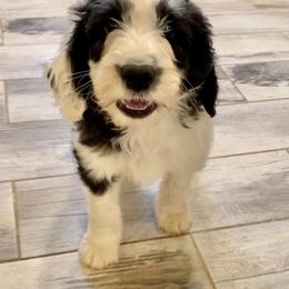 Sheepadoodle Puppies from Sunflower Family Farms