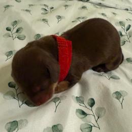 Stormy - Chocolate and cream female Dachshund puppy in Wrightwood, California from Twinkle Dachs