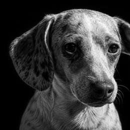 Gomez - Dachshund