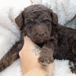 Hershey - Phantom male Poodle puppy in Mount Sterling, Kentucky from Curly Country Poodles