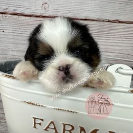 Shih Tzu Puppies from Shurbeez Shih Tzu