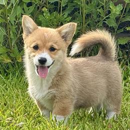 Pembroke Welsh Corgi Puppies from Pembroke Welsh Corgis at Belle Haven