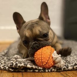 French Bulldogs from 7 Tribes Devine French Bulldogs