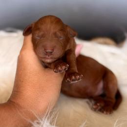 Spiral - Red  male Goldendoodle puppy in Las Vegas, Nevada from Dose of Doodles