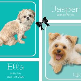 Shorkie puppies from Lil Luxe Pups