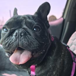 French Bulldogs and Shih Tzus from ZiaLine French Bulldogs
