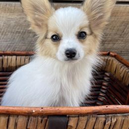 Papillons from Heart Mountain Kennels