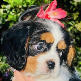 Cavalier King Charles Spaniel Puppies from Crown Jewel Cavaliers