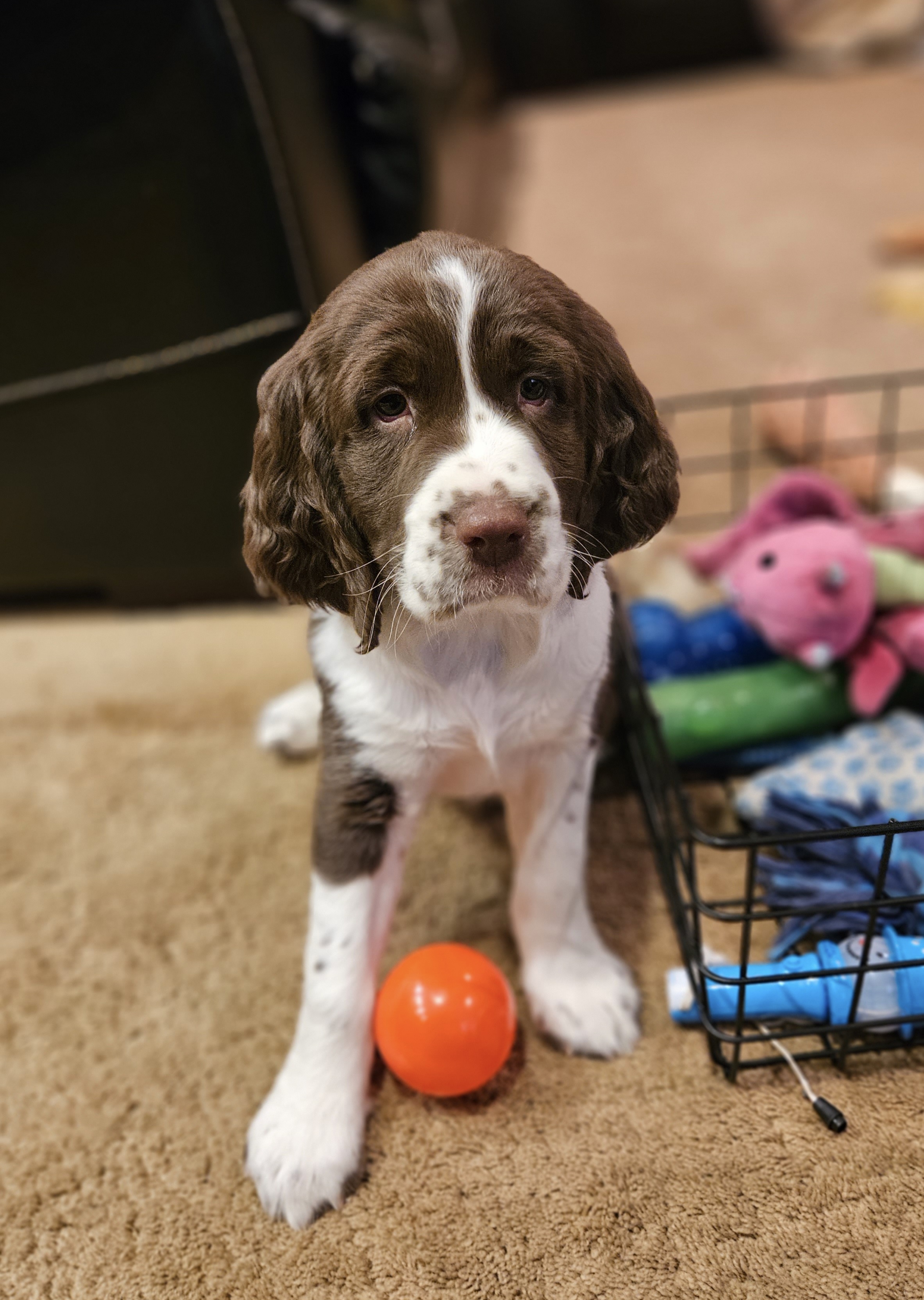 English Springer Spaniel Puppies from Homegrown Springers