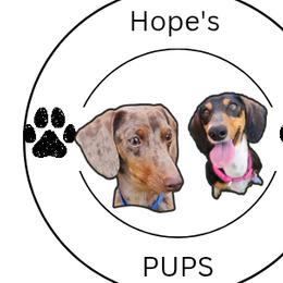 Chihuahuas and Dachshunds from Hope's pups