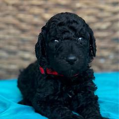 Reggie - Black male Pyredoodle puppy in Willacoochee, Georgia from Kitandkboodle's Doodles