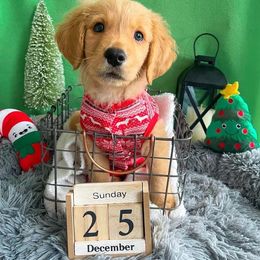 Golden Retriever and Poodle Puppies from Tori’s Golden Retrievers and Poodles