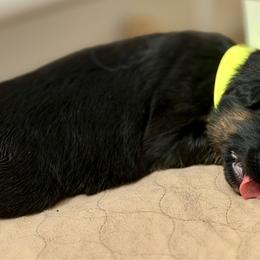Yellow Girl (Assign on Pick up) - Black and red female German Shepherd puppy in Davie, Florida from Vom Broward Haus