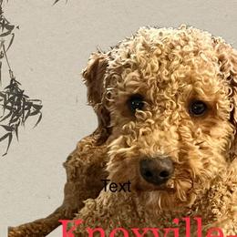 Goldendoodles from Gilbert Az Doodles