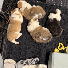Pembroke Welsh Corgi puppies from Corgi Love Tales
