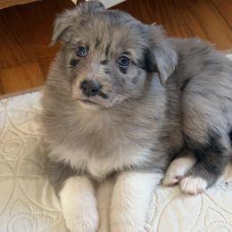 Girl-Blue - Blue merle female Australian Shepherd puppy in Flemington, New Jersey from Aislin Fields